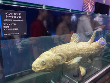 特別展「海　―生命のみなもと―」（国立科学博物館）に投稿された画像（2023/8/7）