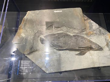 特別展「海　―生命のみなもと―」（国立科学博物館）に投稿された画像（2023/8/7）