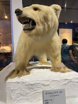 特別展「海　―生命のみなもと―」（国立科学博物館）に投稿された画像（2023/8/7）