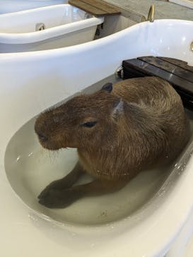 アニタッチみなとみらいに投稿された画像（2023/8/7）