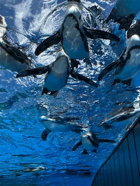 サンシャイン水族館に投稿された画像（2023/8/7）