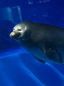 サンシャイン水族館に投稿された画像（2023/8/7）