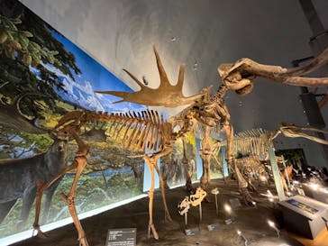 福井県立恐竜博物館に投稿された画像（2023/8/7）