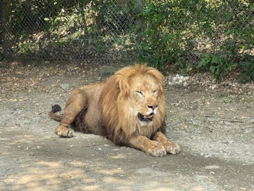群馬サファリパークに投稿された画像（2023/8/7）