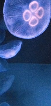 サンシャイン水族館に投稿された画像（2023/8/7）