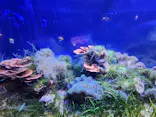 名古屋港水族館に投稿された画像（2023/8/7）