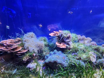 名古屋港水族館に投稿された画像（2023/8/7）