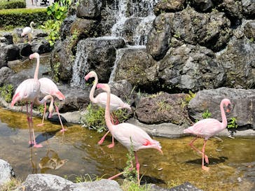 群馬サファリパークに投稿された画像（2023/8/7）