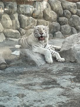 東武動物公園に投稿された画像（2023/8/7）