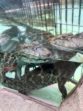 熱川バナナワニ園に投稿された画像（2023/8/7）