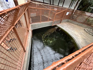 熱川バナナワニ園に投稿された画像（2023/8/7）