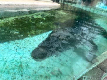 熱川バナナワニ園に投稿された画像（2023/8/7）