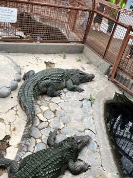 熱川バナナワニ園に投稿された画像（2023/8/7）