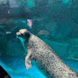 アクアワールド茨城県大洗水族館に投稿された画像（2023/8/7）