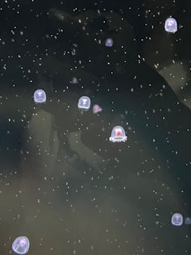 アクアワールド茨城県大洗水族館に投稿された画像（2023/8/7）