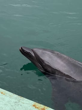 下田海中水族館に投稿された画像（2023/8/7）