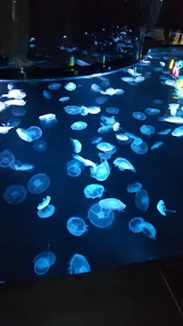 すみだ水族館に投稿された画像（2023/8/7）