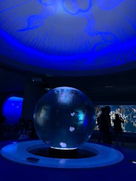 新江ノ島水族館に投稿された画像（2023/8/7）