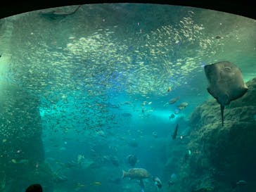 新江ノ島水族館に投稿された画像（2023/8/7）