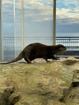 新江ノ島水族館に投稿された画像（2023/8/7）