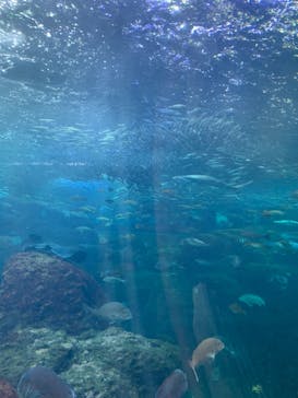 新江ノ島水族館に投稿された画像（2023/8/7）