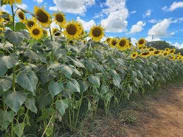 成田ゆめ牧場に投稿された画像（2023/8/7）