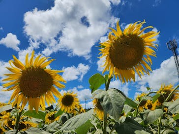 成田ゆめ牧場に投稿された画像（2023/8/7）