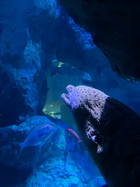 すみだ水族館に投稿された画像（2023/8/7）