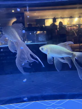 すみだ水族館に投稿された画像（2023/8/7）