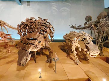 福井県立恐竜博物館に投稿された画像（2023/8/7）