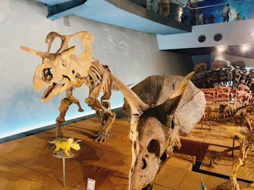 福井県立恐竜博物館に投稿された画像（2023/8/7）