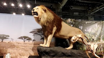 特別展「ネコ」 ～にゃんと！クールなハンターたち～に投稿された画像（2023/8/7）