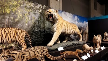 特別展「ネコ」 ～にゃんと！クールなハンターたち～に投稿された画像（2023/8/7）