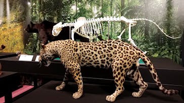 特別展「ネコ」 ～にゃんと！クールなハンターたち～に投稿された画像（2023/8/7）