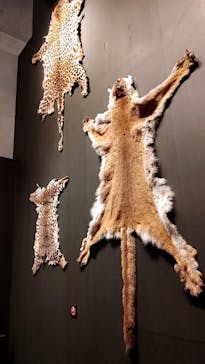 特別展「ネコ」 ～にゃんと！クールなハンターたち～に投稿された画像（2023/8/7）