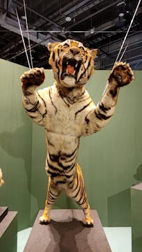 特別展「ネコ」 ～にゃんと！クールなハンターたち～に投稿された画像（2023/8/7）