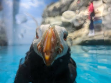 アクアワールド茨城県大洗水族館に投稿された画像（2023/8/7）