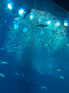 アクアワールド茨城県大洗水族館に投稿された画像（2023/8/7）