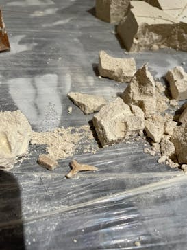 DinoScience 恐竜科学博 2023@TOKYO MIDTOWNに投稿された画像（2023/8/7）