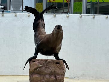 伊豆・三津シーパラダイスに投稿された画像（2023/8/7）