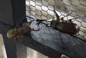 JOYPOLIS 特別イベントスペースに投稿された画像（2023/8/7）