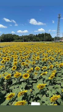 成田ゆめ牧場に投稿された画像（2023/8/7）