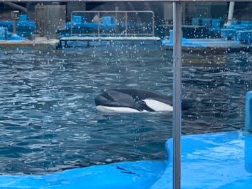 名古屋港水族館に投稿された画像（2023/8/7）