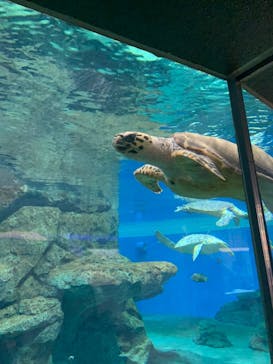 名古屋港水族館に投稿された画像（2023/8/7）