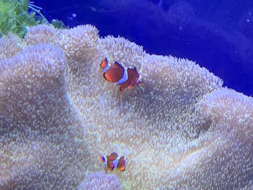 名古屋港水族館に投稿された画像（2023/8/7）