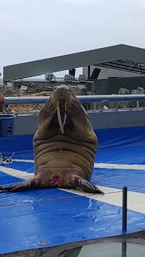 大分マリーンパレス水族館 「うみたまご」に投稿された画像（2023/8/7）