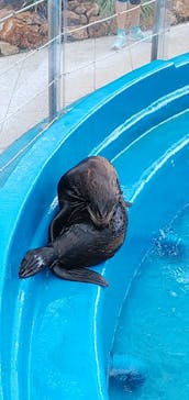 大分マリーンパレス水族館 「うみたまご」に投稿された画像（2023/8/7）