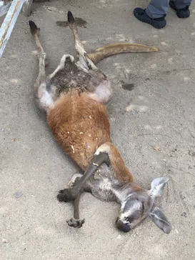 神戸どうぶつ王国に投稿された画像（2023/8/7）