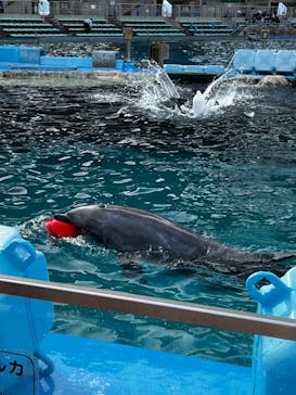 名古屋港水族館に投稿された画像（2023/8/7）