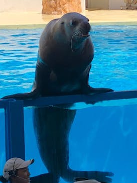 伊豆・三津シーパラダイスに投稿された画像（2023/8/7）